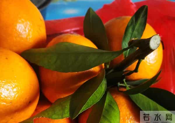 沃柑泡药：沃柑“泡药”后直接上市，果农自己不吃的背后，谁受益？谁买单？