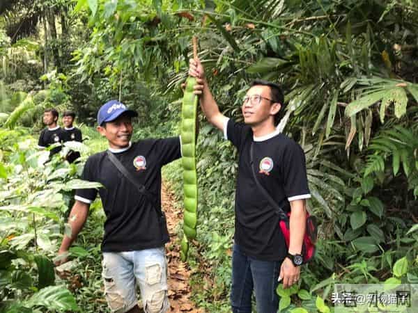 过江龙奇油：榼藤子，诨名“过江龙”：杰克与豌豆的童话故事，保不齐是真的呢
