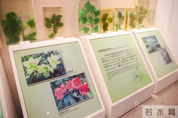 重庆金佛山自驾旅游