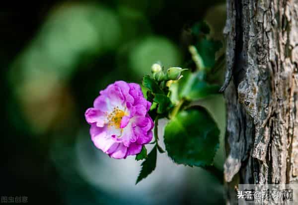 宋亚轩中考成绩多少分