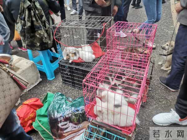 重庆宠物用品批发市场