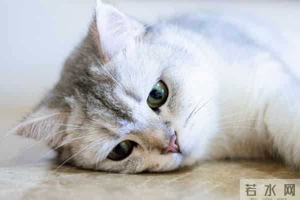 咪咪脱毛：你家猫掉毛严重吗？这5个时期掉毛最凶，最后一个很多人忽略了