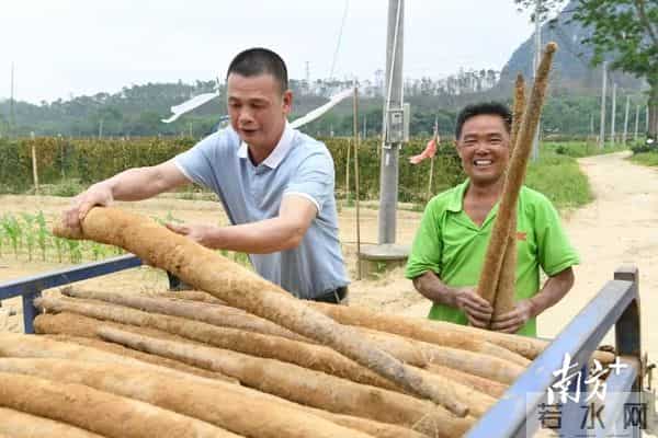 洋版李宗瑞:南方深读丨解析阳春重阳古墟“破圈”之路