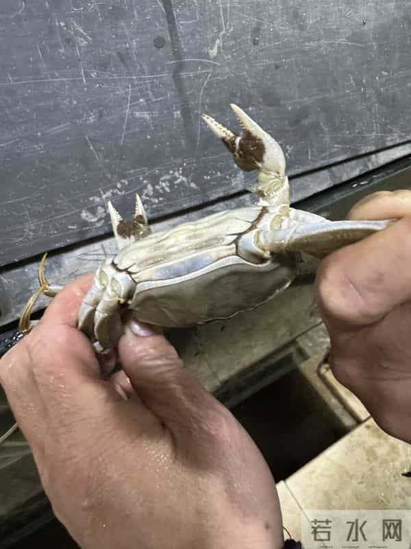 手机壳团购：型号蟹卡“标价”高背后：1—4折可入手，有品牌蟹卡被“黄牛”拒收 - 大闸蟹市场调查·蟹卡乱局②