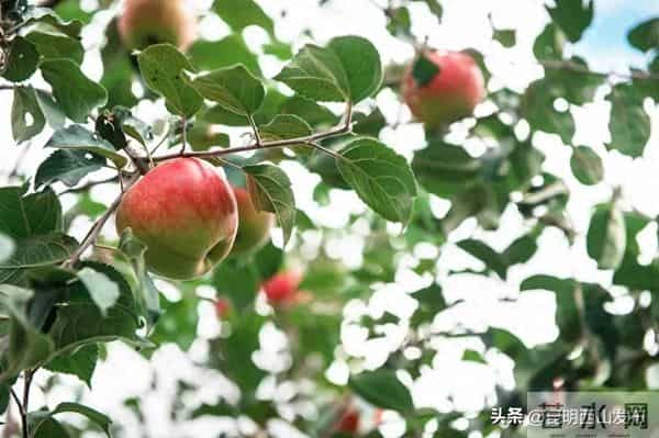 庄园导航:团结鑫苹果庄园开园游园会今日开启!15大游园玩法,等你来嗨!