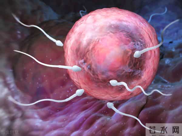 怀孕期间同房姿势图