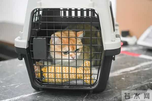 重庆吧贴吧：首次开设！在重庆“毛孩子”可以坐高铁了！办理指南→