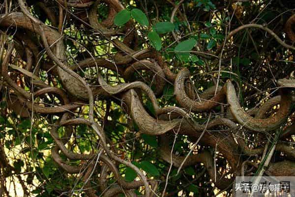 过江龙奇油：榼藤子，诨名“过江龙”：杰克与豌豆的童话故事，保不齐是真的呢