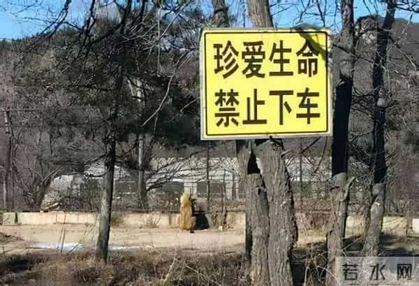老虎伤人女主角摘口罩