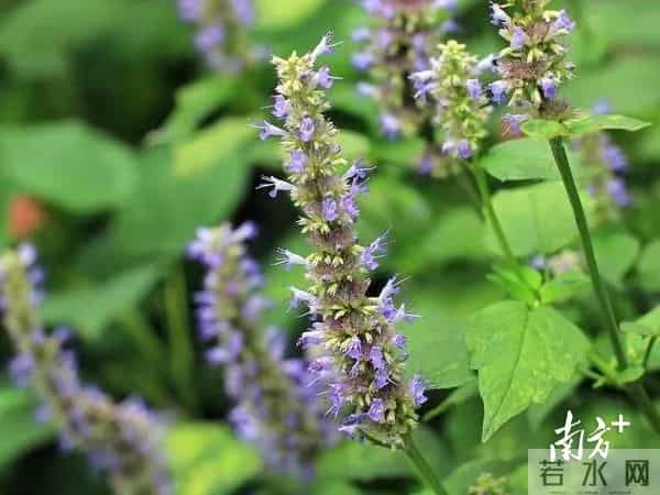 洋版李宗瑞:南方深读丨解析阳春重阳古墟“破圈”之路