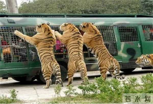 老虎伤人女主角摘口罩