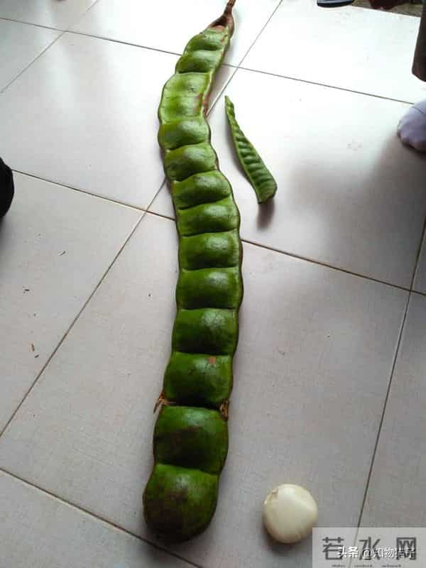 过江龙奇油：榼藤子，诨名“过江龙”：杰克与豌豆的童话故事，保不齐是真的呢