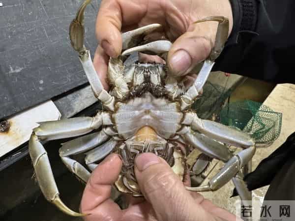 手机壳团购：型号蟹卡“标价”高背后：1—4折可入手，有品牌蟹卡被“黄牛”拒收 - 大闸蟹市场调查·蟹卡乱局②