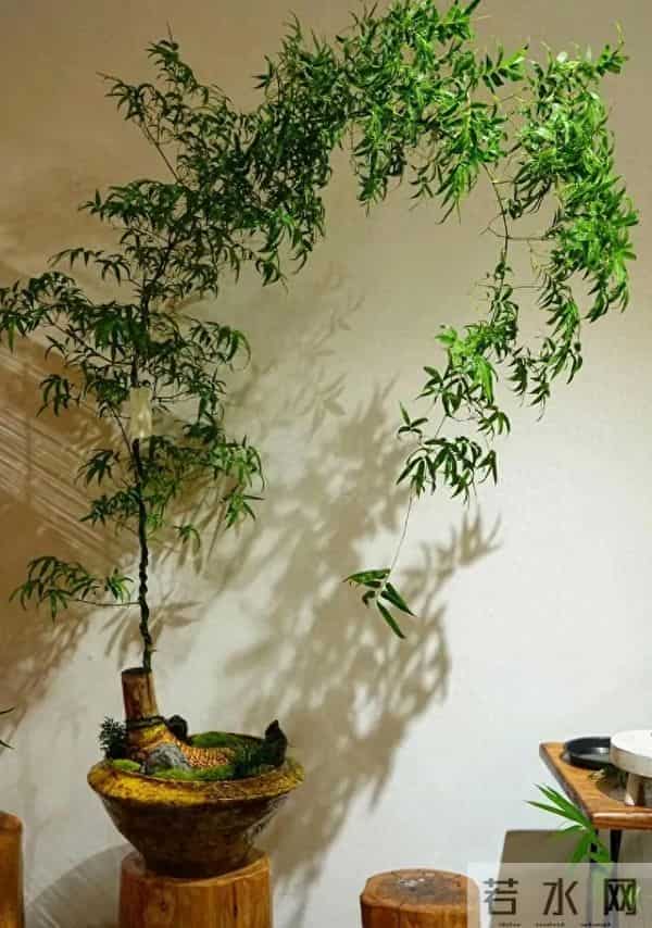 乐竹:阳台种出"绿翡翠"!乐竹养护全攻略:新手必看这5大禁忌