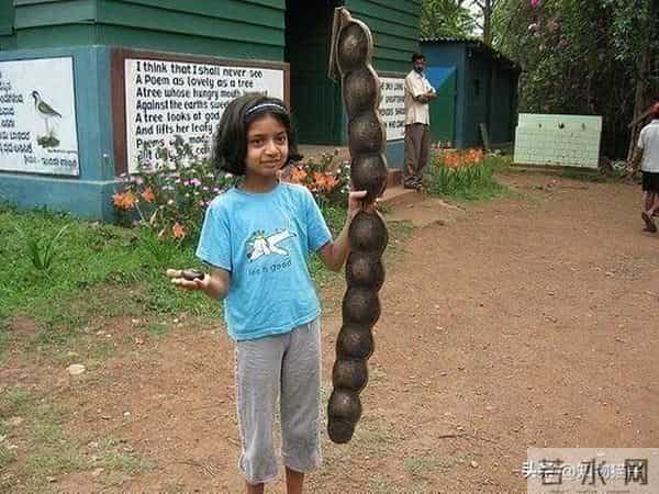 过江龙奇油：榼藤子，诨名“过江龙”：杰克与豌豆的童话故事，保不齐是真的呢