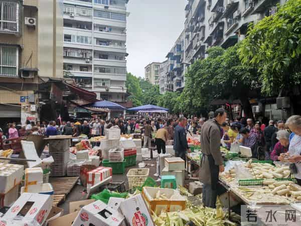 重庆宠物用品批发市场
