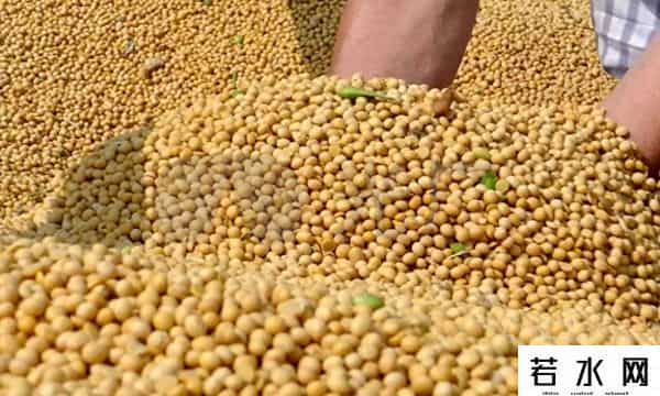 中方连续两天出手，130万吨大豆运往中国，美方计划落空