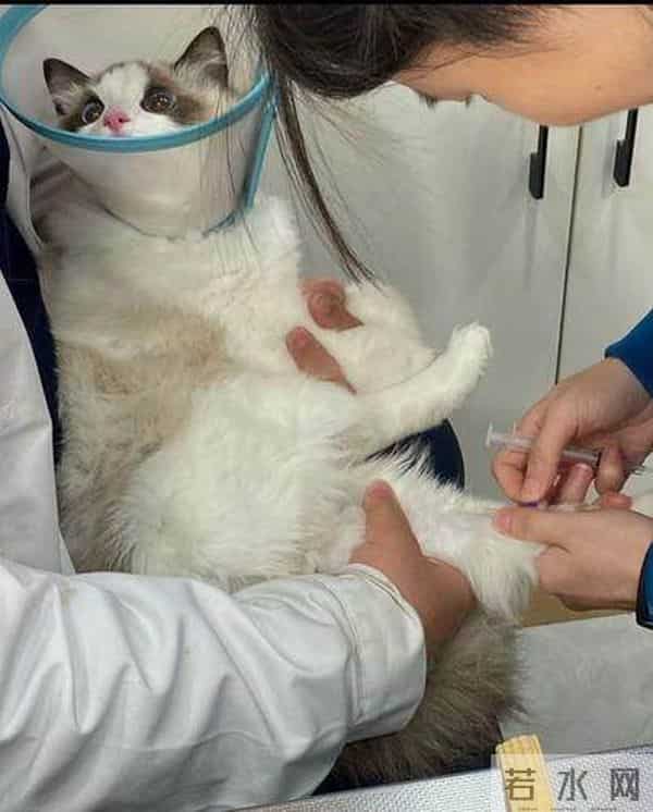 名望动物医院江北店怎么样