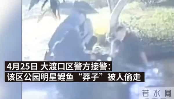 明星鱼莽子：重庆明星鱼莽子被吃掉，行拘四人