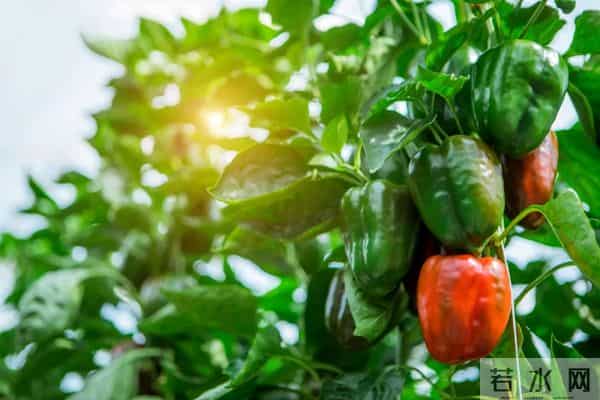 17C142维生素C是西红柿的近10倍 每天吃一个甜椒就够了