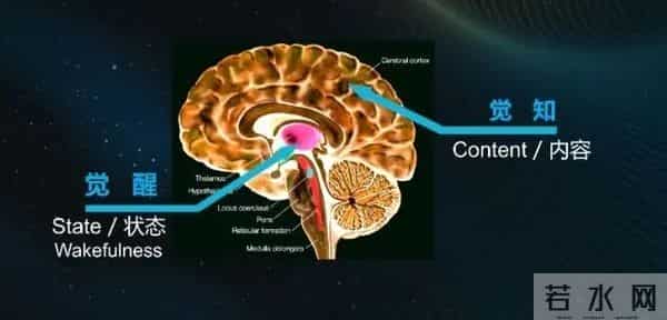 大学生活启示录探秘人类 “最强大脑”!意识的起源是初始剧情,心智探秘才是终极副本?