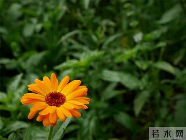 人本主义心理学最顶级的心理学家是如何看待人生的