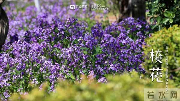 校园春色 班花校花来了 -  ②沉醉于“山外”春色，忘我于芬芳之间