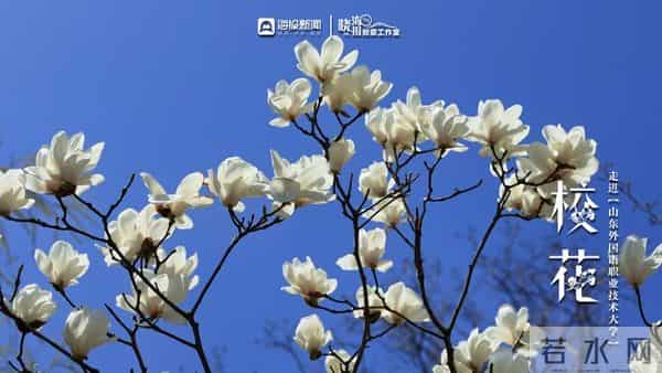 校园春色 班花校花来了 -  ②沉醉于“山外”春色，忘我于芬芳之间