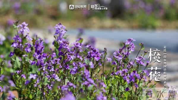 校园春色 班花校花来了 -  ②沉醉于“山外”春色，忘我于芬芳之间