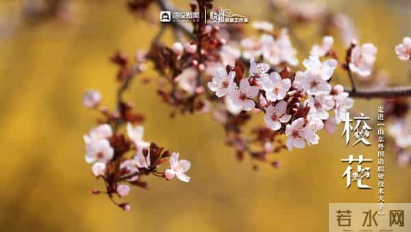 校园春色 班花校花来了 -  ②沉醉于“山外”春色，忘我于芬芳之间