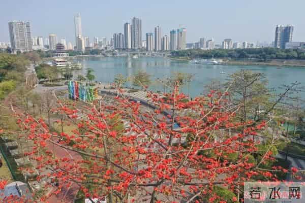 三月邕城,木棉花开春意浓!除了观赏,它还有这些作用→