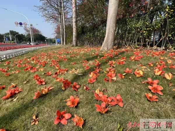 三月邕城,木棉花开春意浓!除了观赏,它还有这些作用→