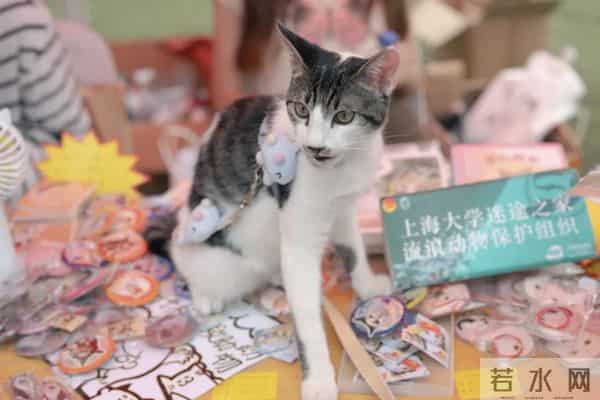 全“新”启航！上大学生社团集体亮相