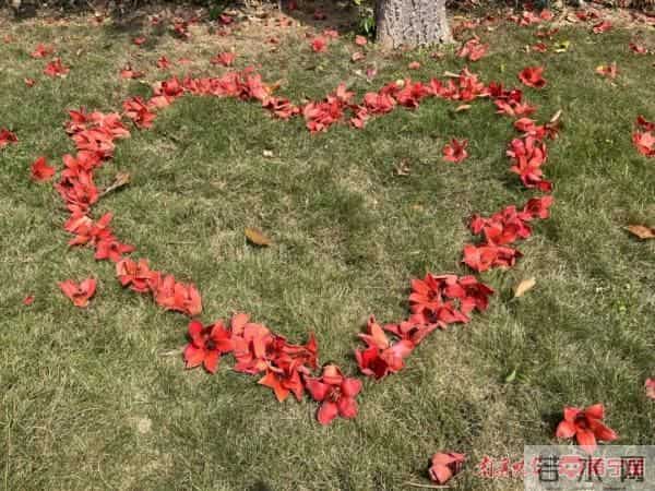 三月邕城,木棉花开春意浓!除了观赏,它还有这些作用→