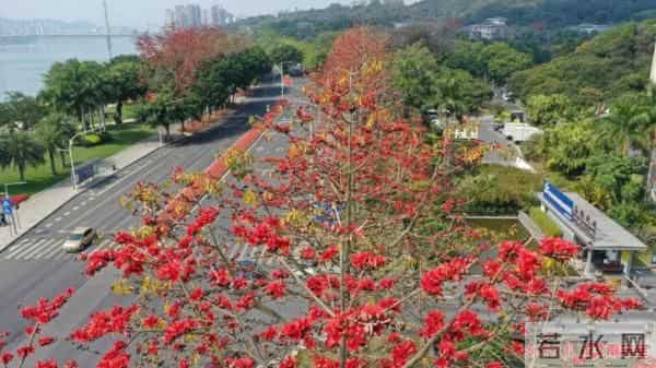 三月邕城,木棉花开春意浓!除了观赏,它还有这些作用→