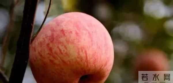 测试:你认为哪一个苹果最甜?测试你最近有什么好事!