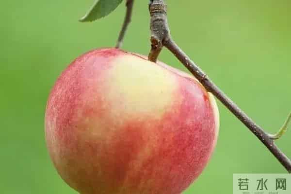 测试:你认为哪一个苹果最甜?测试你最近有什么好事!