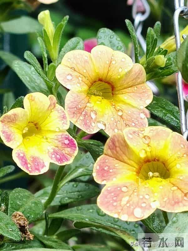 15条养生心诀：内外兼修护元气，日日安康越活越年轻