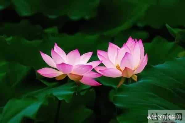 众人都是孤独的那种孤独,不是没人陪,而是没人慬