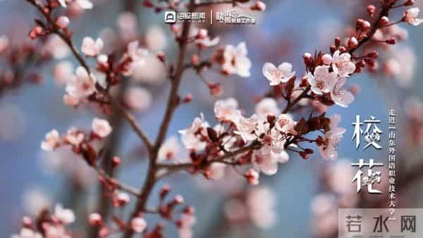 校园春色 班花校花来了 -  ②沉醉于“山外”春色，忘我于芬芳之间