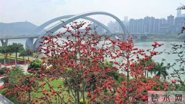 三月邕城,木棉花开春意浓!除了观赏,它还有这些作用→