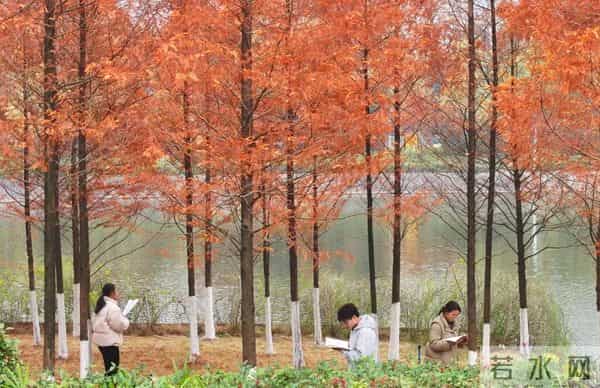 2019考研时间大学出现 “专业替课”服务?是偷懒还是无奈