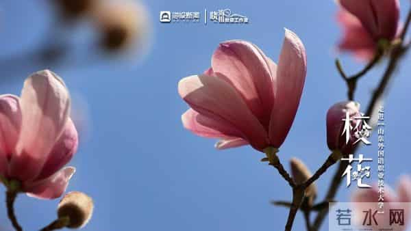 校园春色 班花校花来了 -  ②沉醉于“山外”春色，忘我于芬芳之间