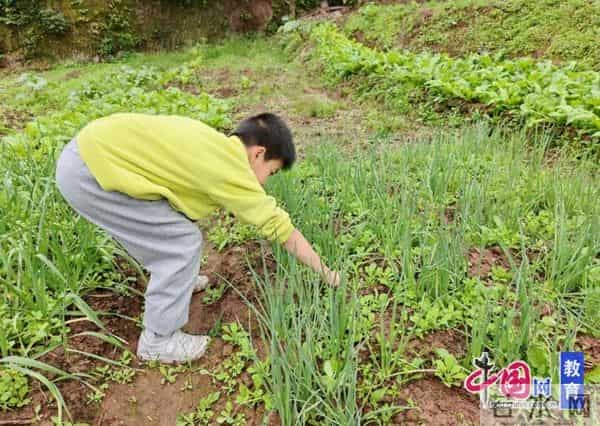 拥抱多彩秋天,收获成长印记 宜宾江安小坝小学2025年秋假实践成果展示