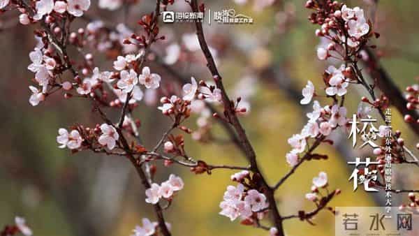 校园春色 班花校花来了 -  ②沉醉于“山外”春色，忘我于芬芳之间