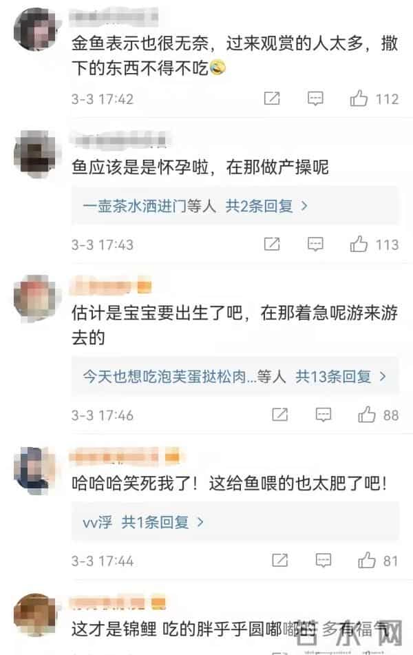 济南趵突泉的鱼为啥胖成球?