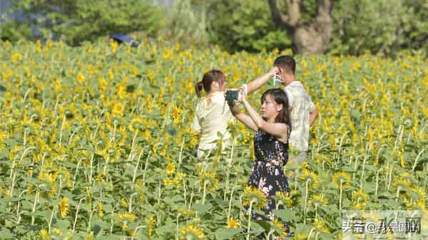 花千姿——花海国庆见闻（原创摄影+随笔300字）
