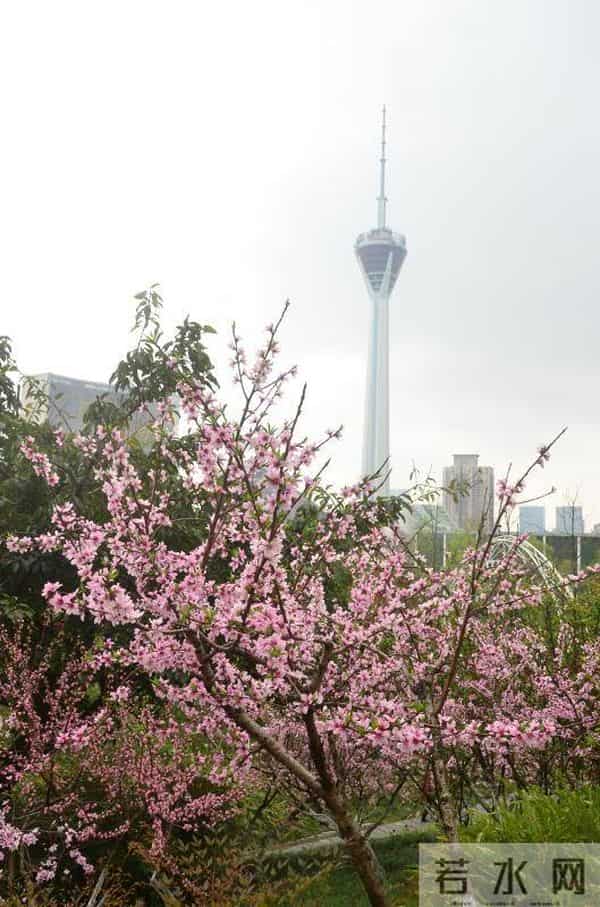 语闻成都 - 川西草木物候记④