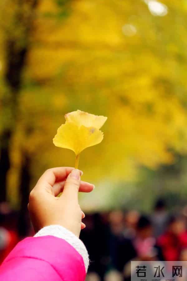 散文:秋叶之静美