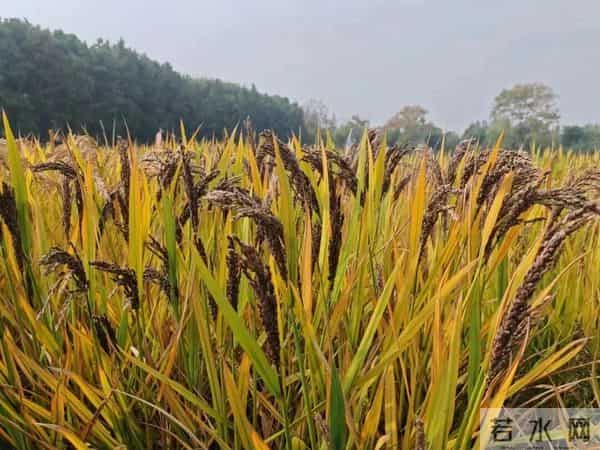 小雪知“食”节!这桌家常饭菜,恰是秋冬好滋味